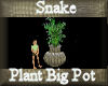 [my]Snake Plant in Pot