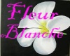 Fleur Blanche-Orsten
