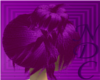Product Image for *NDC*  Plum Trends