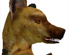 Hyena Head
