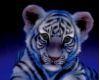 Baby white tiger