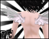�. porcelaiN angeL winGZ