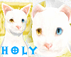 2 Tone Eye Siamese Cat