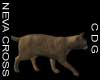 Abyssinian Cat 6