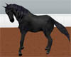 *THE BLACK riding horse