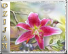 tiger lily