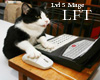 WoW Cat (A)