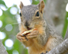 Squirrel Print