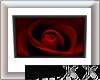 Perfect Rose II- Red