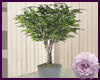 Ficus Tree