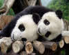 Pandas so cute together