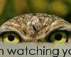 I'm watching you owl