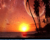 palm trees  by morn sun