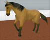 *Buckskin Riding Horse