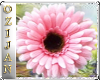 Gerbera