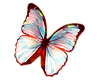 Butterfly 006