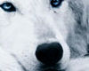 Beautiful Wolves