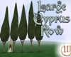 Row of 5 Large Cyprus Trees