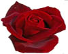 Red sparkle rose