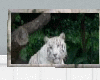 <B> tiger picture 4