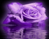 PURPLE ROSE W/ WATER..