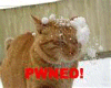 Cat gets Pwned