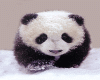 WALKING_ PANDA_CUTE