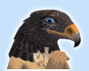 Hawk Head