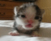 Rawr Kitty Animated