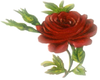 Red rose
