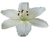 White lilly