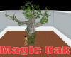 Magic Oak