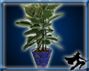 Mexican Potted Plant