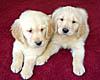 Product Image for Golden Retreiver