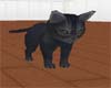 ~Spooky kitten