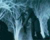 Advent children