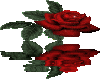 Rose Of Reflection 2