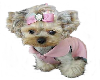 PUPPY BEAUTY