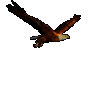 flying eagle