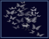Moon butterfly Cloud
