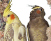 Cockatiels