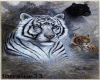 3 tigers