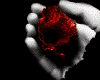 the rose