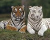 Bengal Tigers