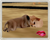 (O) Playing Puppies