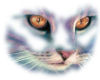 transparent cat