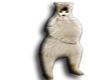 Javi Bear