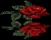 1SF red rose