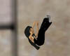 Falling (well)