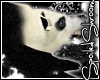+SS+ Captivation Panda